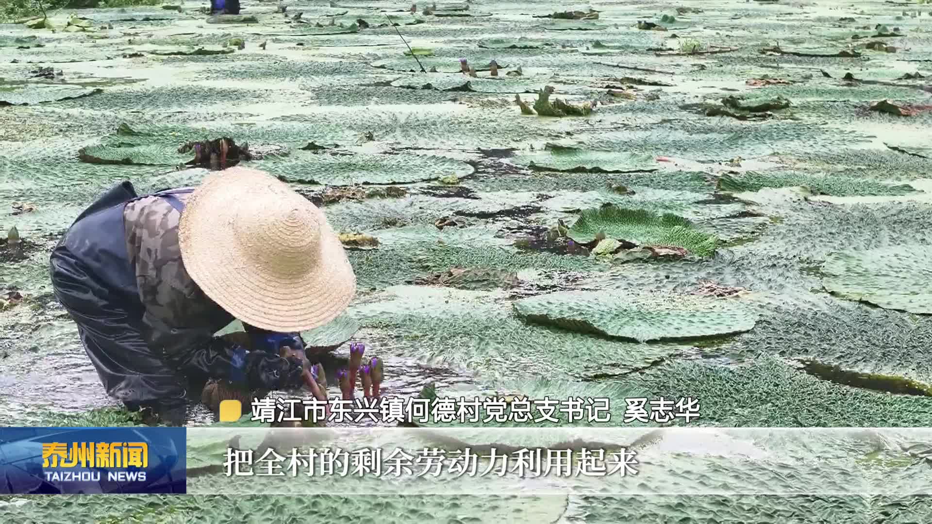 在希望的田野上·丰收时节  泰州：特色农业绘就金秋“丰”景图